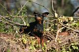 PINSCHER NAIN 146